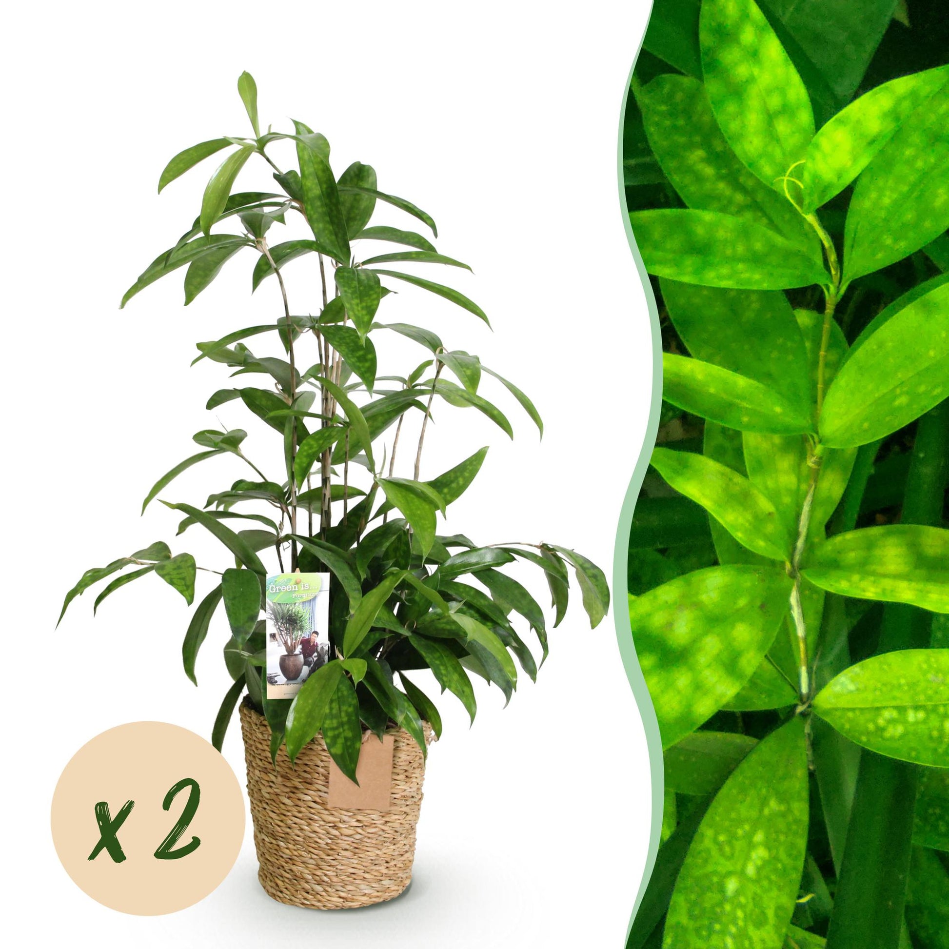 Green boutiQ - Zimmerpflanzen - Dracaena surculosa - Drachenblutbaum - Wenig Pflege - mit Korb - Grün - 2 Pflanzen - Topf 17cm - Höhe 60-70cm 