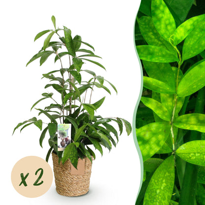 Green boutiQ - Zimmerpflanzen - Dracaena surculosa - Drachenblutbaum - Wenig Pflege - mit Korb - Grün - 2 Pflanzen - Topf 17cm - Höhe 60-70cm 