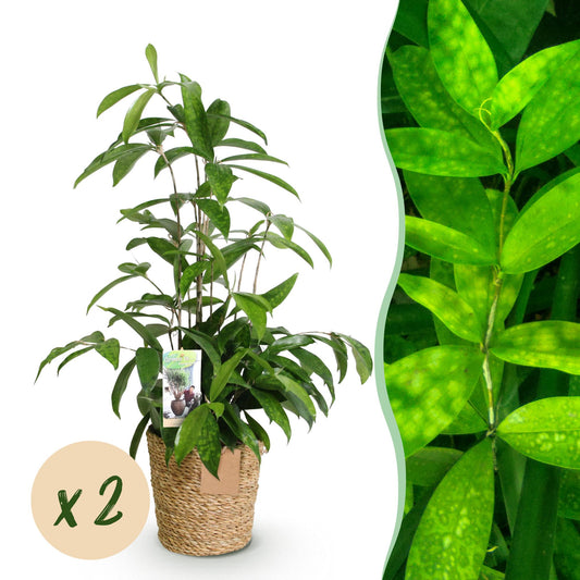Green boutiQ - Zimmerpflanzen - Dracaena surculosa - Drachenblutbaum - Wenig Pflege - mit Korb - Grün - 2 Pflanzen - Topf 17cm - Höhe 60-70cm 