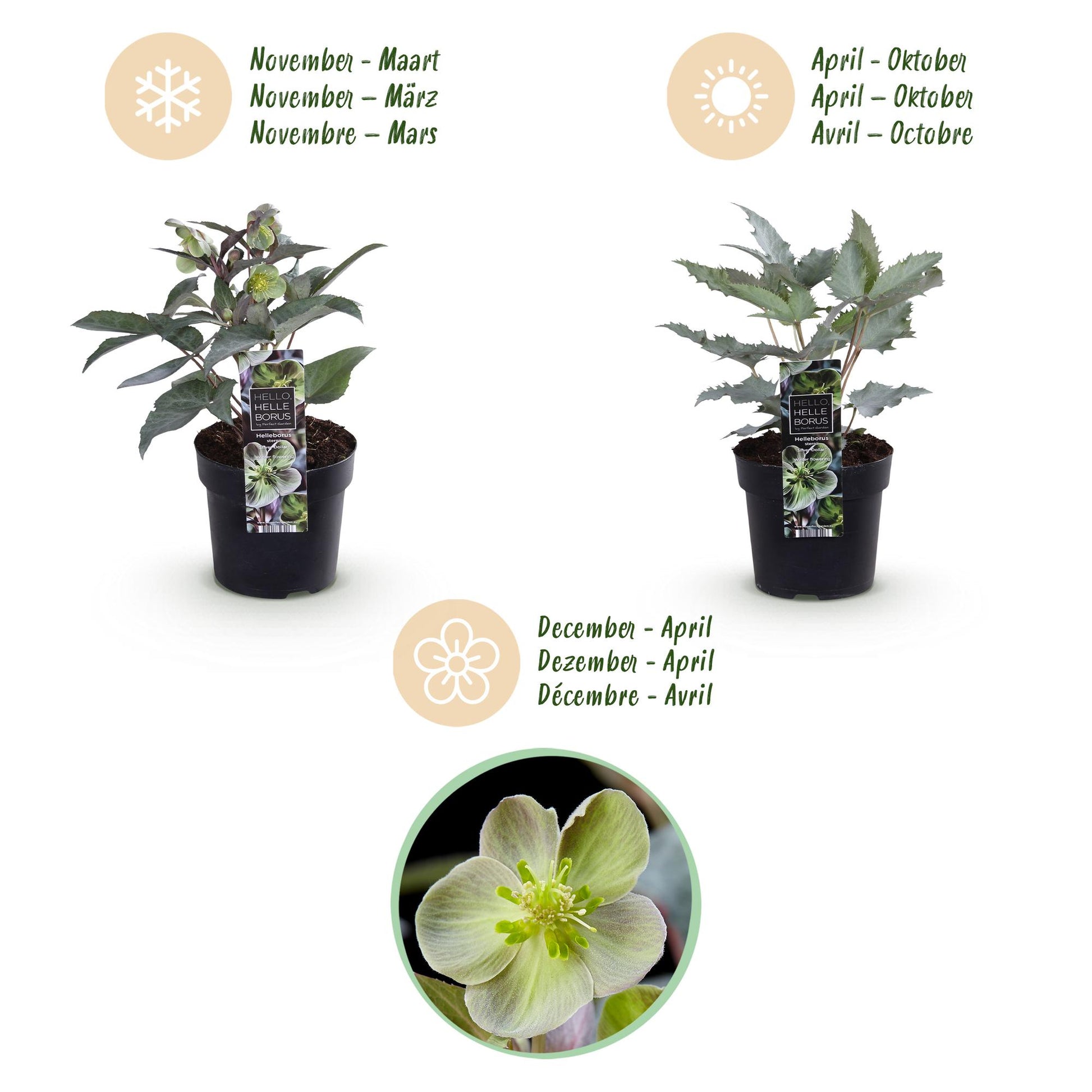 GreenboutiQ - Gartenpflanze - Lenten Rose Helleborus sternii Silver Dollar - Grüne Blume - 1 Pflanze - Immergrün - Topf 14cm Höhe 35cm 