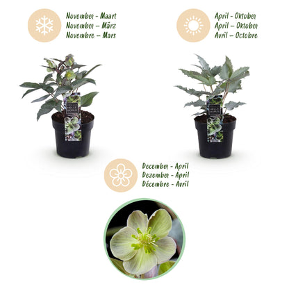 GreenboutiQ - Gartenpflanze - Lenten Rose Helleborus sternii Silver Dollar - Grüne Blume - 1 Pflanze - Immergrün - Topf 14cm Höhe 35cm 