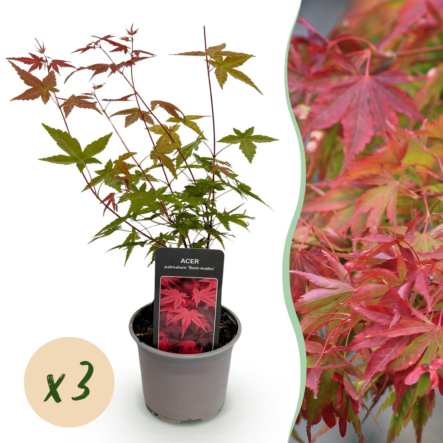 GreenboutiQ - Gartenpflanze - Acer palmatum Beni-maiko - Rot - 3 Pflanzen - Laubabwerfend - Wenig Pflege - Topf 12cm Höhe 35cm 