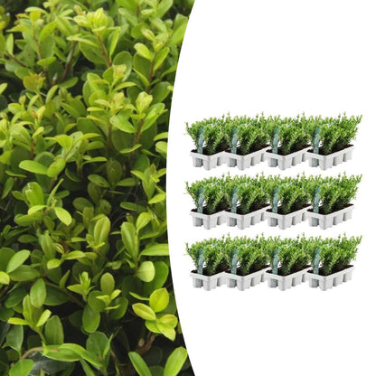 Stechpalme – Ilex crenata 'Jenny' – 72 Pflanzen – Immergrün – Winterhart – Alternative zu Buchsbaum – Ø7cm ↕15cm 