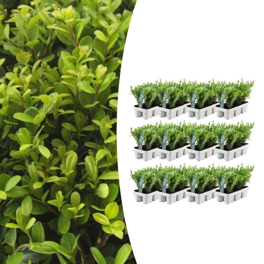 Stechpalme – Ilex crenata 'Jenny' – 72 Pflanzen – Immergrün – Winterhart – Alternative zu Buchsbaum – Ø7cm ↕15cm