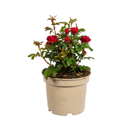 Rose Zepeti – Ø19 cm – Höhe 35–40 cm – Kompakte, reich blühende Rose mit leuchtend roten Blüten – Ideal für Beet und Kübel – Winterhart