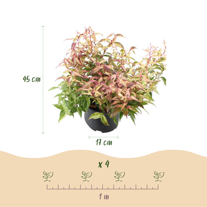 GreenboutiQ - Gartenpflanze - Leucothoe Makijaz - Braun - 2 Pflanzen - Immergrün - Wenig Pflege - Topf 17cm Höhe 45cm 