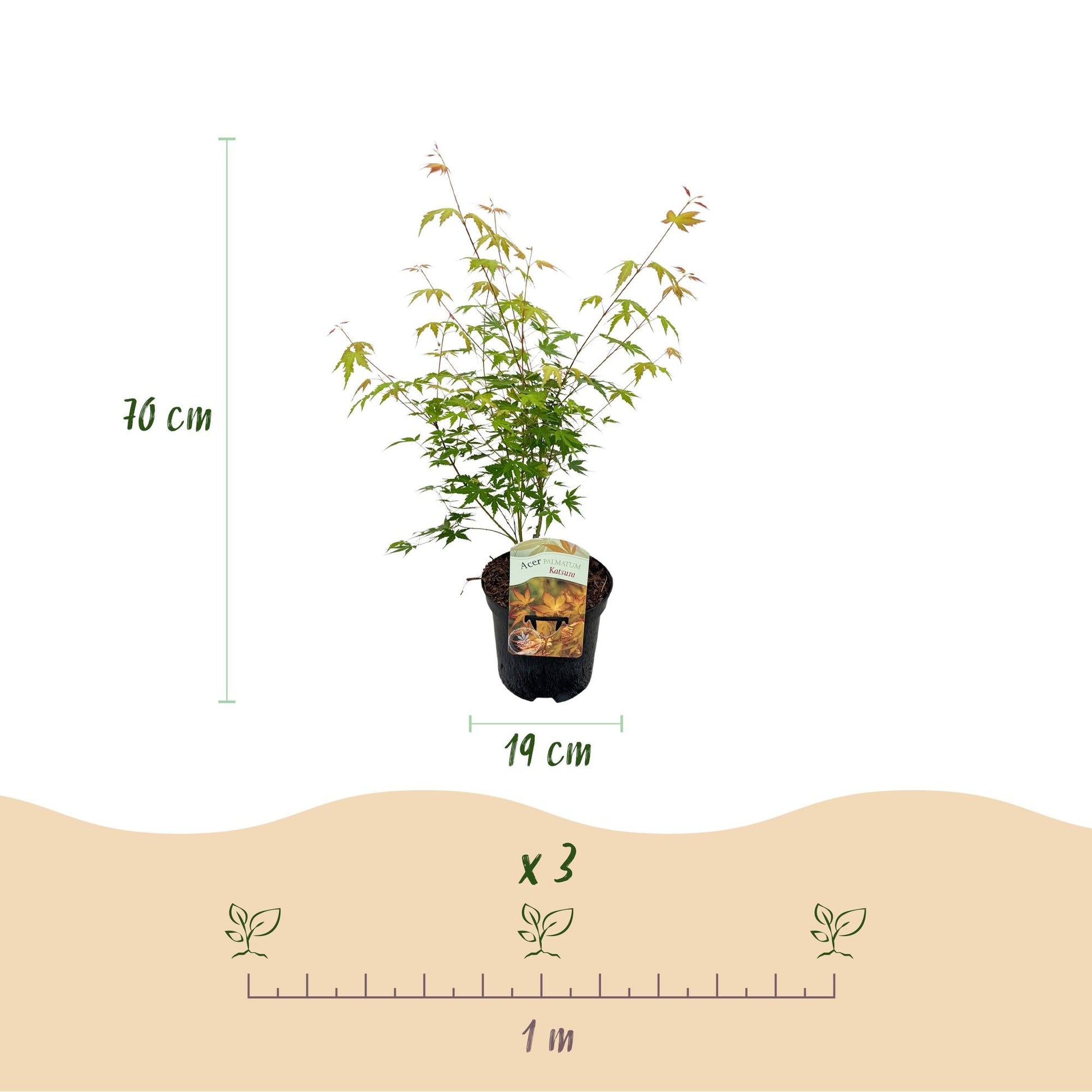 Japanischer Ahorn – Acer palmatum Katsura – 2 Pflanzen – Orange Herbstfärbung – je ca. 70 cm hoch – im 19 cm Topf – Balkonpflanze & Zierbaum – Für Beet, Terrasse & Kübel 