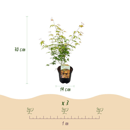 Japanischer Ahorn – Acer palmatum Katsura – 2 Pflanzen – Orange Herbstfärbung – je ca. 70 cm hoch – im 19 cm Topf – Balkonpflanze & Zierbaum – Für Beet, Terrasse & Kübel 