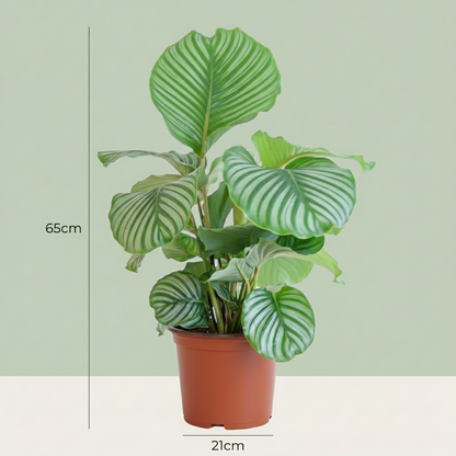 Korbmarante Calathea orbifolia – Ø21cm – 60–70cm hoch – Elegante Zimmerpflanze mit silbrig-grünen Blättern – Pflegeleicht & luftreinigend