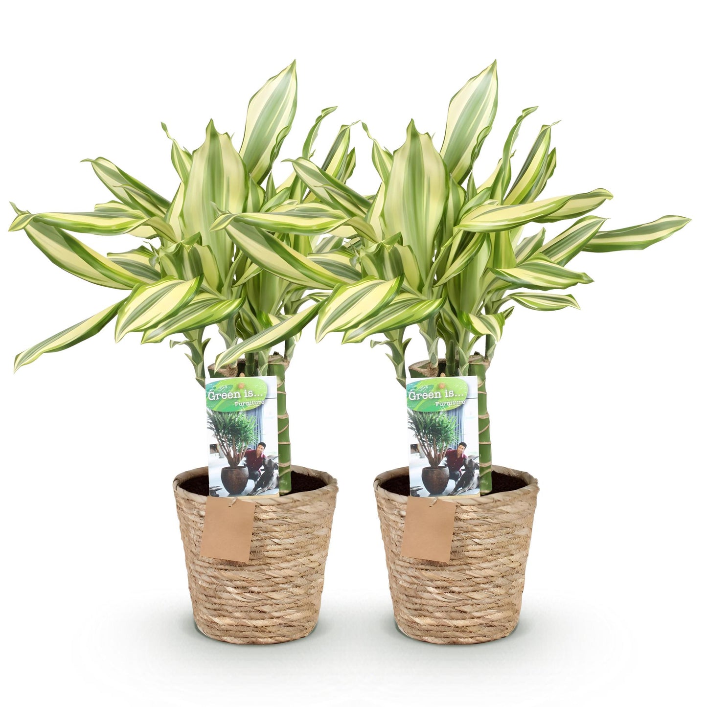 Green boutiQ - Zimmerpflanzen - Dracaena fragrans Diamond Dream - Drachenbaum - Wenig Pflege - mit Korb - Bunt - 2 Pflanzen - Topf 17cm - Höhe 50-55cm 