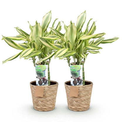 Green boutiQ - Zimmerpflanzen - Dracaena fragrans Diamond Dream - Drachenbaum - Wenig Pflege - mit Korb - Bunt - 2 Pflanzen - Topf 17cm - Höhe 50-55cm 