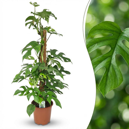 Green boutiQ - Zimmerpflanze - Mini-Fensterblatt - Monstera Minima Moosstab - Grün - Pflegeleicht - 1 Pflanze - Topf 19cm - Höhe 90cm 