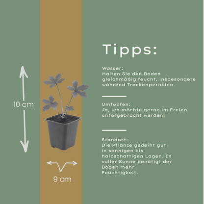 Sterndolde Astrantia major – 24 Pflanzen – Sommerblühende Staude – 10-25cm – Ø9cm – Bienenfreundlich – Für Beet & Cottage-Garten