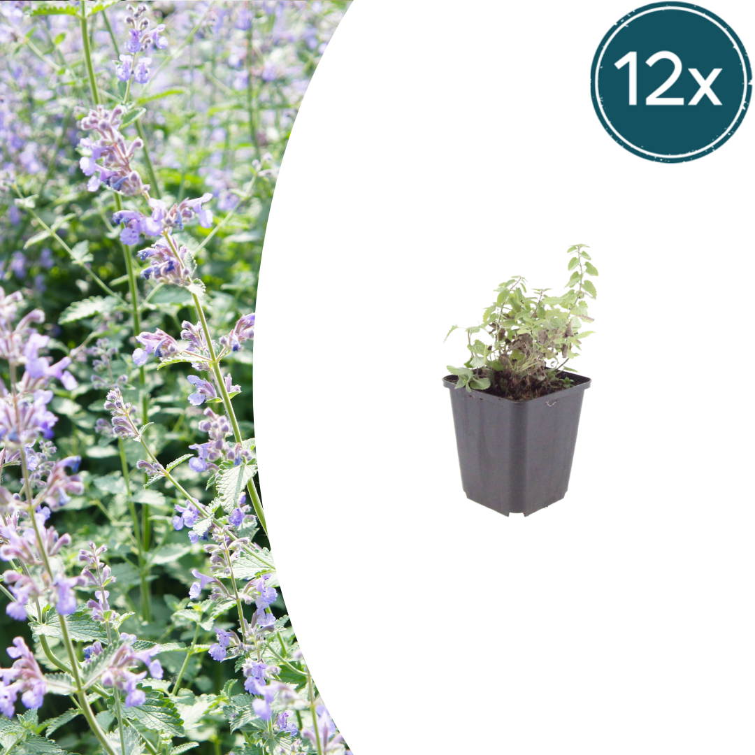 Nepeta faassenii Katzenminze – 12 Pflanzen – Ø9cm – Höhe 10-25cm – Lavendelblaue Blüten – Sommerblühende Staude – Für Beet, Rabatte & Naturgarten