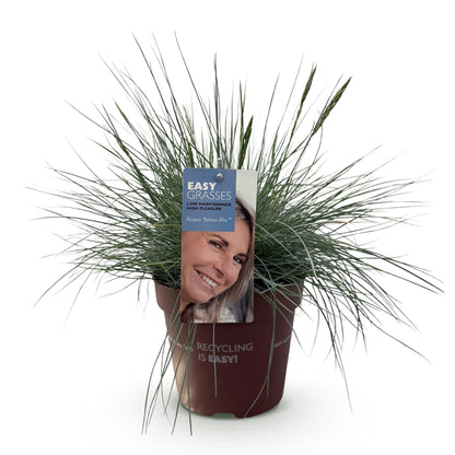 GreenboutiQ - Ziergräser - Festuca glauca Intense Blue - Blau - 1 Pflanze - Immergrün - Winterhart - Topf 17cm Höhe 50cm 