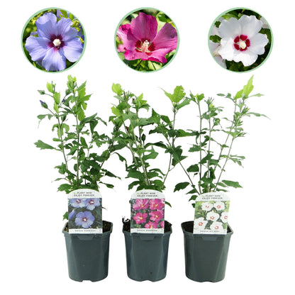 Garteneibisch - Hibiscus syriacus Tricolour - Blüte Rosa, Weiß und Blau - Strauch - 3 Pflanzen - Laubabwerfend - Topf 17cm Höhe 45cm 