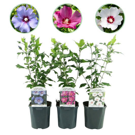 Garteneibisch - Hibiscus syriacus Tricolour - Blüte Rosa, Weiß und Blau - Strauch - 3 Pflanzen - Laubabwerfend - Topf 17cm Höhe 45cm 