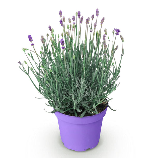 Green boutiQ - Gartenpflanze - Lavandula angustifolia Munstead - Lavendel - Winterhart - Violett - 1 Pflanze - Topf 12cm - Höhe 15-25cm 