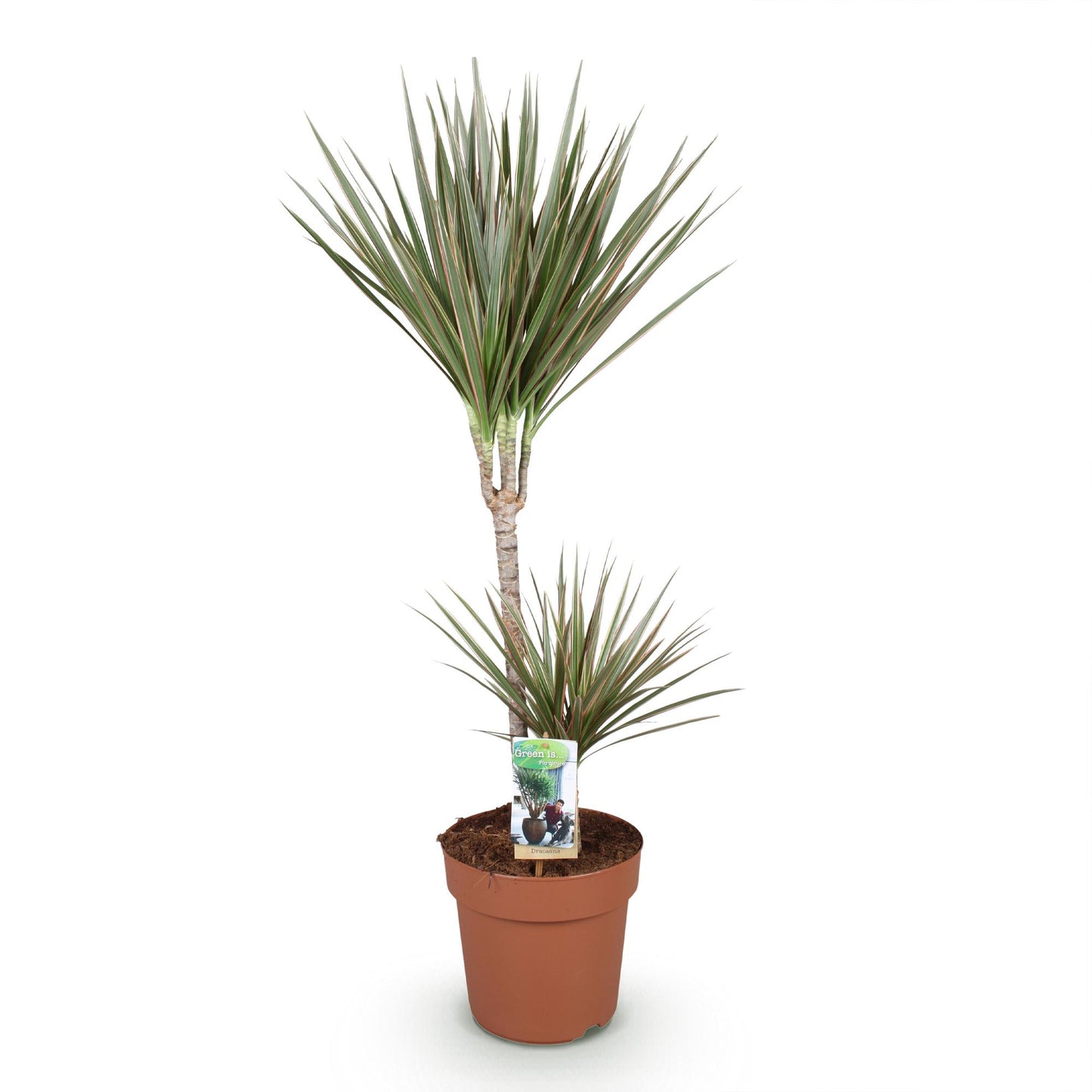 Green boutiQ - Zimmerpflanzen - Dracaena Marginata Bicolor - Drachenbaum - Wenig Pflege - Grün - braun - 1 Pflanze - Topf 21cm - Höhe 90-100cm 