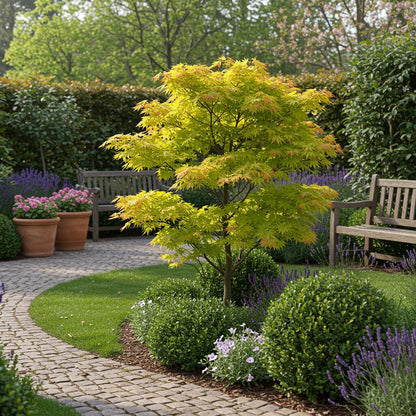 Japanischer Ahorn – Acer palmatum 'Jordan' – 2 Pflanzen – ca. 70 cm hoch – Ø19 cm – leuchtend gelbe Blätter – Balkon- & Gartenpflanze 