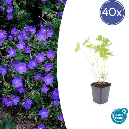 Storchschnabel Geranium 'Johnson's Blue' – ↕10-25cm – Ø9cm – 40 Pflanzen – Winterharte Staude & Bodendecker – Leuchtend blaue Blüten