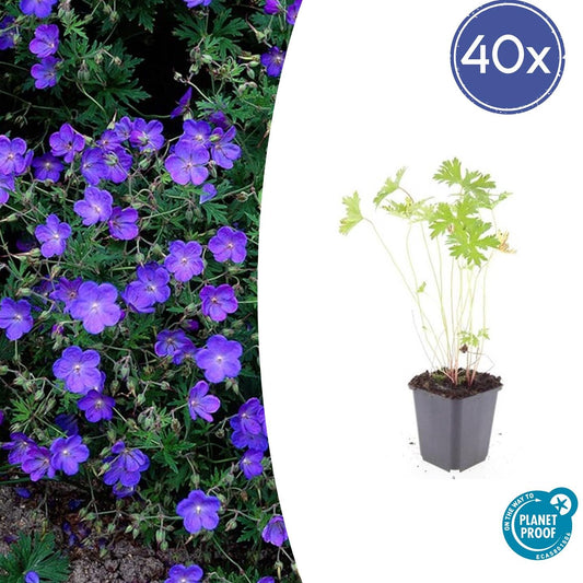 Storchschnabel Geranium 'Johnson's Blue' – ↕10-25cm – Ø9cm – 40 Pflanzen – Winterharte Staude & Bodendecker – Leuchtend blaue Blüten