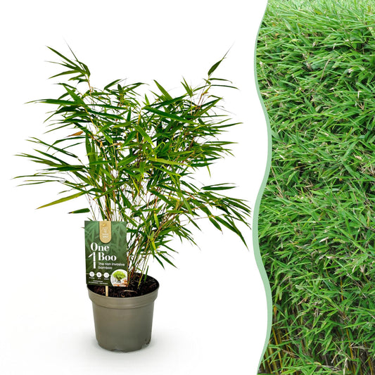 Green boutiQ - Gräser - Fargesia Rufa - Bambus - Nicht Wuchernd - Grün - 1 Pflanz - Topf 17 cm - Höhe 60 cm 