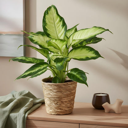 Green boutiQ - Zimmerpflanzen - Dieffenbachia Camilla - Dieffenbachia - Wenig Pflege - Bunt - 1 Pflanze - Topf 17cm - Höhe 45-50cm 
