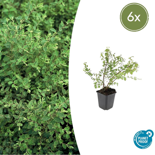 Niedrige Purpurbeere Symphoricarpos ch. 'Hancock' – 6 Pflanzen – Winterharter Strauch – Weiße Blüten & Beeren – Ø9cm – ↕10–25cm – Pflegeleicht & Wetterbeständig