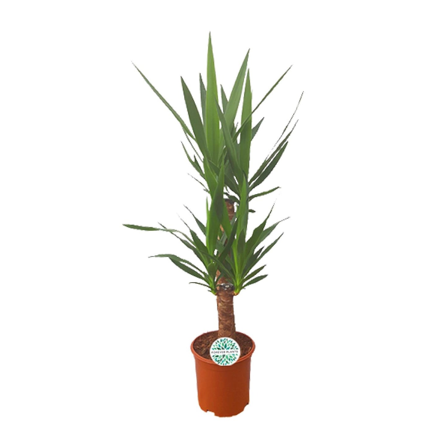 Palmlilie Yucca – 90cm – ø21cm – Pflegeleichte Zimmerpflanze mit schwertförmigen Blättern – Robuste Grünpflanze für helle & halbschattige Standorte – Elegante Raumbegrünung für Innen- und Außenbereiche 