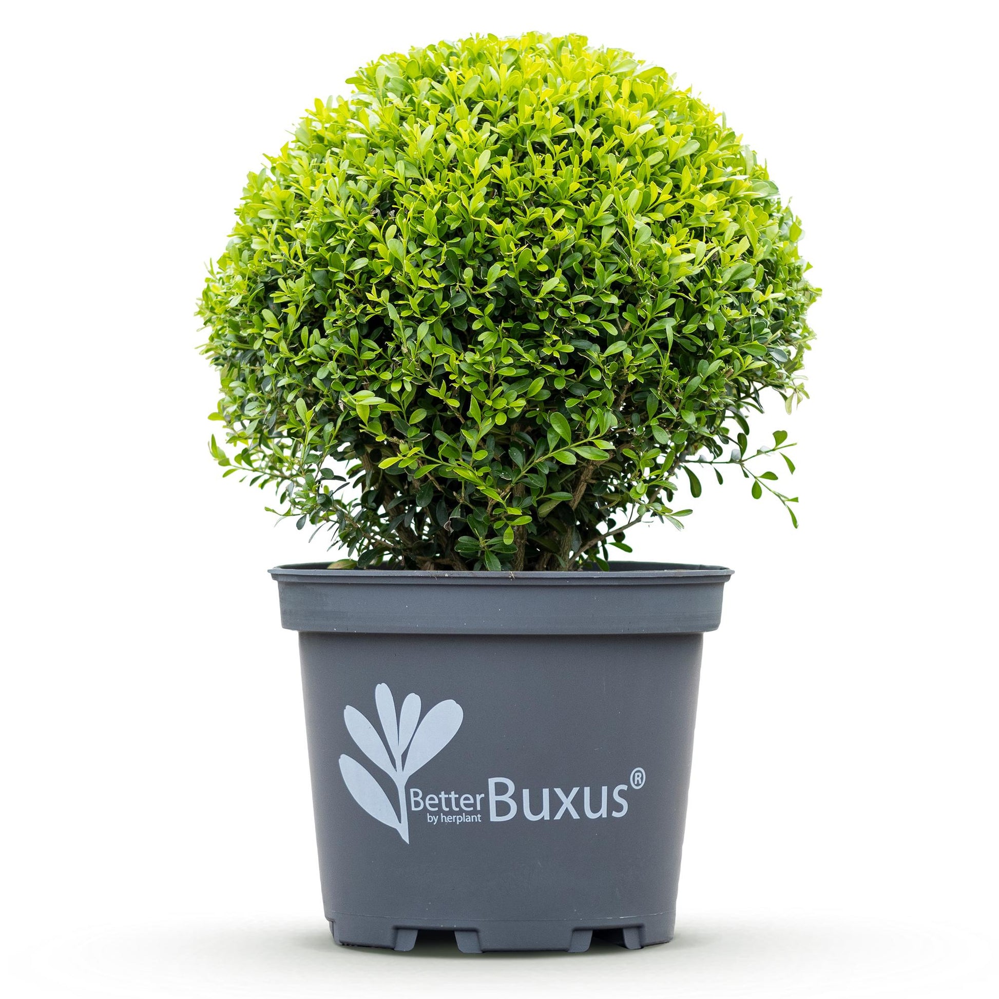 GreenboutiQ - Buxus Kugel - BetterBuxus Skylight - Widerstandsfähig gegen Buxuskrankheit - 2 Pflanzen - Topf 26cm Kugel 30cm 