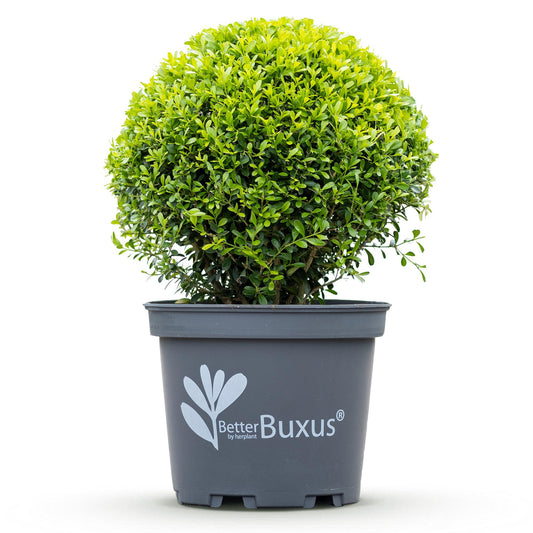 GreenboutiQ - Buxus Kugel - BetterBuxus Skylight - Widerstandsfähig gegen Buxuskrankheit - 2 Pflanzen - Topf 26cm Kugel 30cm 