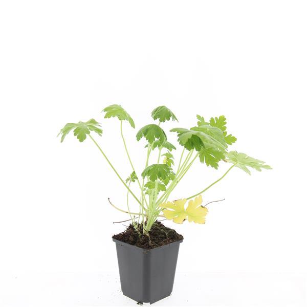 Geranium macrorrhizum 'Spessart' – Bodendecker – 48 Pflanzen – Ø9cm – ↕10–25cm – Weißblühend & winterhart – Für Sonne & Schatten – Pflegeleicht & robust 