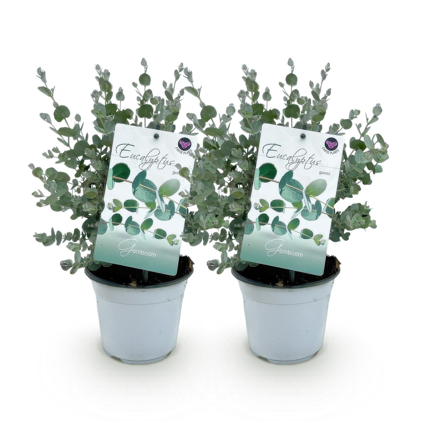 Eukalyptusbaum Eucalyptus gunnii – 2 Pflanzen – Winterhart – Topf Ø14 cm, Höhe ca. 30 cm – Duftende Terrassenpflanze – Blaugrüne Blätter – Für Garten, Balkon & Terrasse 