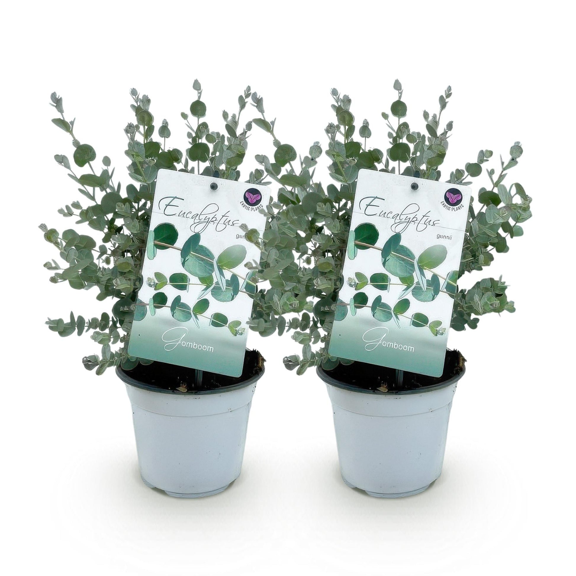 Eukalyptusbaum Eucalyptus gunnii – 2 Pflanzen – Winterhart – Topf Ø14 cm, Höhe ca. 30 cm – Duftende Terrassenpflanze – Blaugrüne Blätter – Für Garten, Balkon & Terrasse 