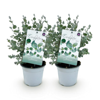 Eukalyptusbaum Eucalyptus gunnii – 2 Pflanzen – Winterhart – Topf Ø14 cm, Höhe ca. 30 cm – Duftende Terrassenpflanze – Blaugrüne Blätter – Für Garten, Balkon & Terrasse 