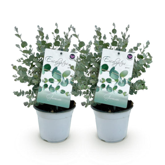 Eukalyptusbaum Eucalyptus gunnii – 2 Pflanzen – Winterhart – Topf Ø14 cm, Höhe ca. 30 cm – Duftende Terrassenpflanze – Blaugrüne Blätter – Für Garten, Balkon & Terrasse 