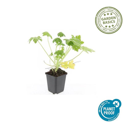 Felsen-Storchschnabel Geranium macrorrhizum 'Spessart' – Winterharter Bodendecker – 60 Pflanzen – Ø9 cm – Höhe 10-25 cm – Weiße Blüten & grünes Laub – Ideal für Steingärten & Beete