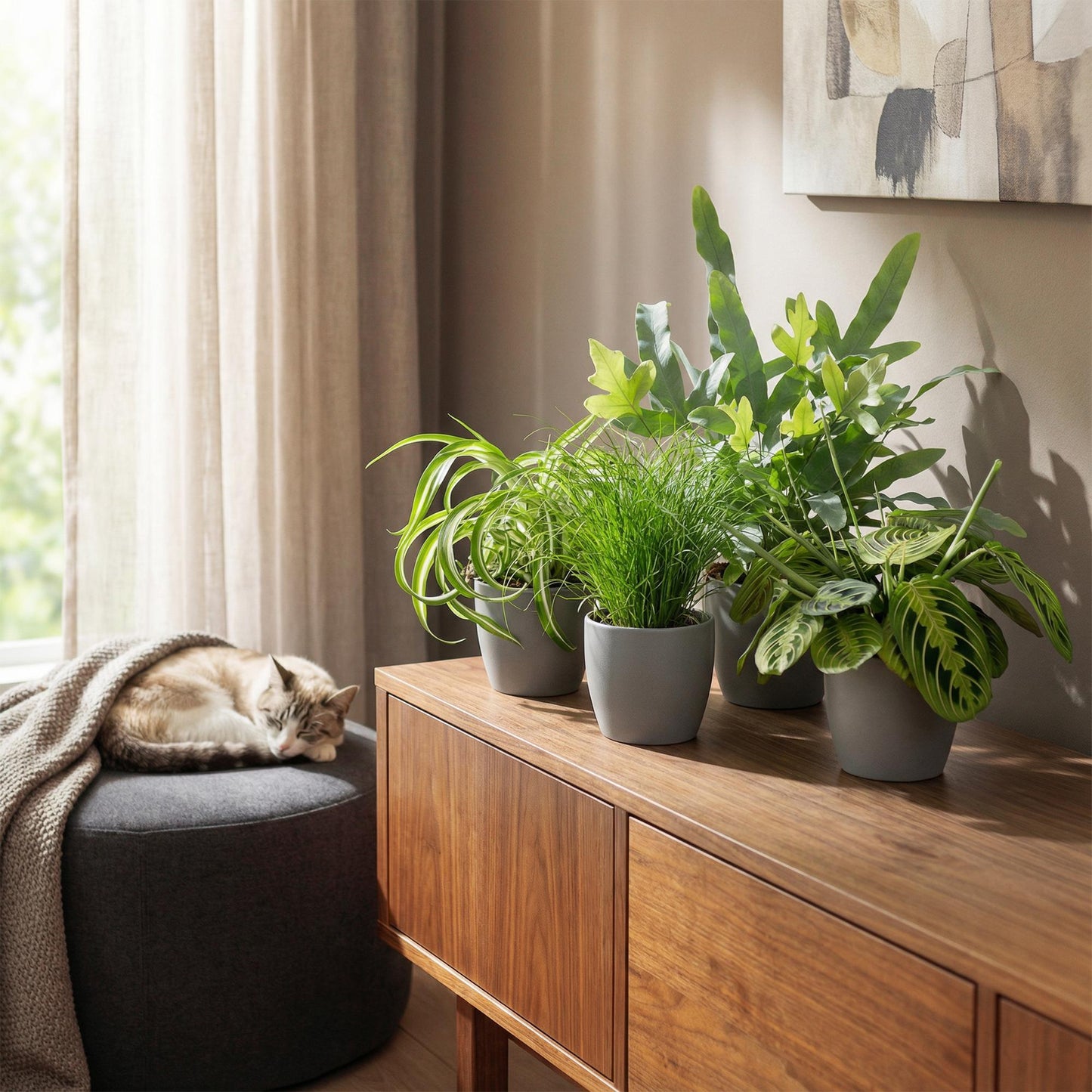 Green boutiQ - Zimmerpflanze - Chlorophytum - Cyperus - Phlebodium - Marantha - Mix aus 4 - Haustierfreundliche Pflanzen - Grün - 4 Pflanzen - Topf 12cm - Höhe 25cm 