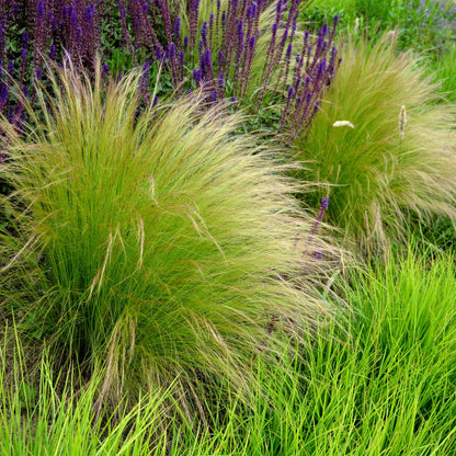 Zartes Federgras – Stipa tenuifolia Pony Tails – Ziergras – Grün – 4 Pflanzen – Immergrün – Wenig Pflege – 17cm – Höhe 50cm 