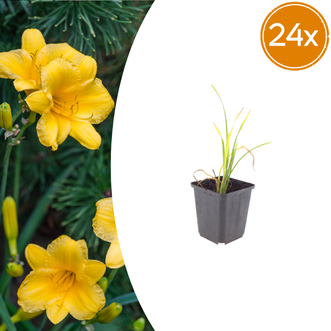 Hemerocallis Stella de Oro – 24 Pflanzen – Ø9cm – Höhe 10-25cm – Goldgelbe Taglilie – Dauerblühende Staude – Winterhart für Beet, Steingarten & Rabatte