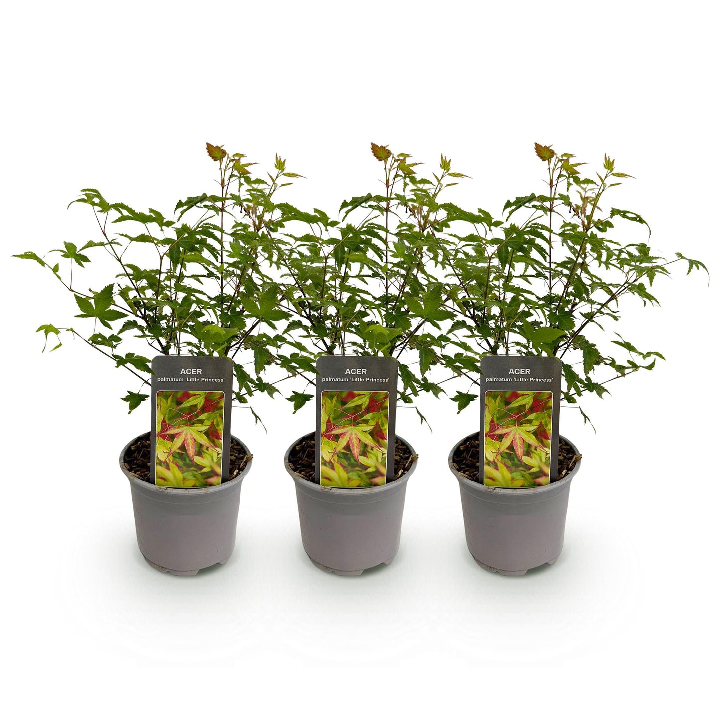 GreenboutiQ - Gartenpflanze - Acer palmatum Little Princess - Grün - 3 Pflanzen - Laubabwerfend - Wenig Pflege - Topf 12cm Höhe 35cm 