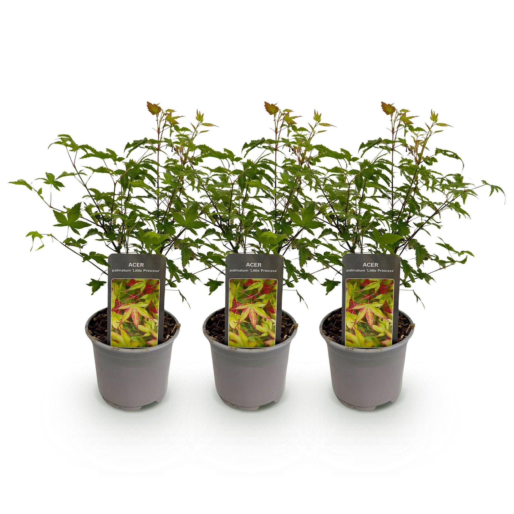 GreenboutiQ - Gartenpflanze - Acer palmatum Little Princess - Grün - 3 Pflanzen - Laubabwerfend - Wenig Pflege - Topf 12cm Höhe 35cm 