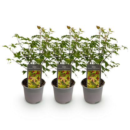 GreenboutiQ - Gartenpflanze - Acer palmatum Little Princess - Grün - 3 Pflanzen - Laubabwerfend - Wenig Pflege - Topf 12cm Höhe 35cm 