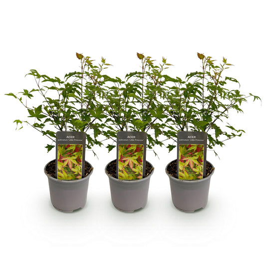 GreenboutiQ - Gartenpflanze - Acer palmatum Little Princess - Grün - 3 Pflanzen - Laubabwerfend - Wenig Pflege - Topf 12cm Höhe 35cm 