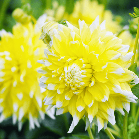 Blumenzwiebel - Dahlie - Seattle