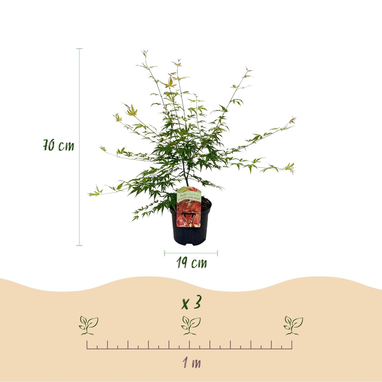 Japanischer Ahorn – Acer palmatum 'Pink Dwarf' – 2 Pflanzen – ca. 70 cm hoch – Topf Ø19 cm – rosa Laubaustrieb – kompakter Wuchs – Balkon- & Gartenpflanze 