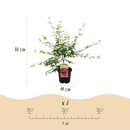 Japanischer Ahorn – Acer palmatum 'Pink Dwarf' – 2 Pflanzen – ca. 70 cm hoch – Topf Ø19 cm – rosa Laubaustrieb – kompakter Wuchs – Balkon- & Gartenpflanze 