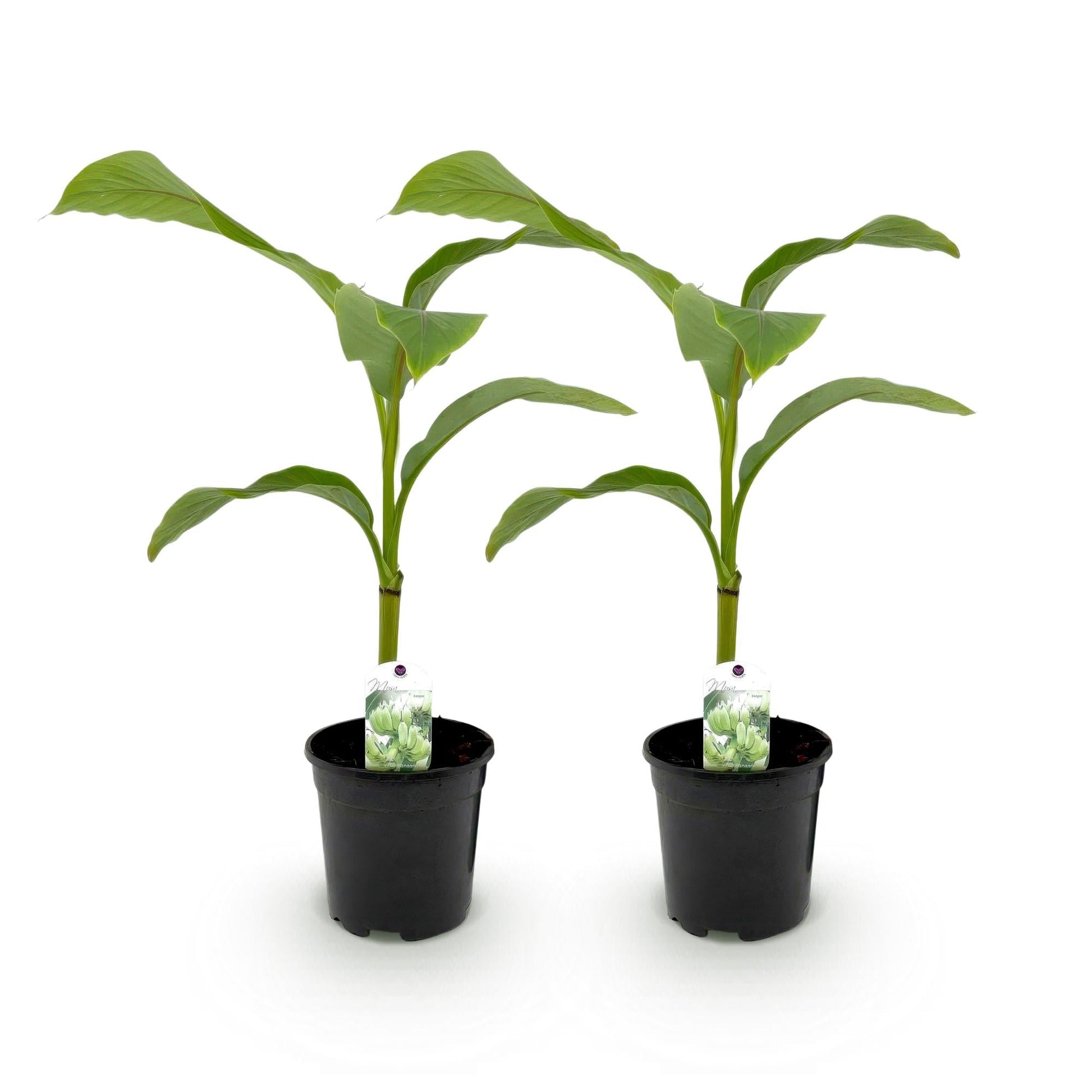 Bananenpflanze Musa Basjoo – 2 Pflanzen – Winterhart – Obstpflanze – Ø17 cm – Höhe ca. 40 cm – Exotische Gartenbanane für Beet, Balkon & Terrasse 