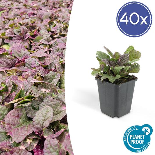 Kriechender Günsel – Ajuga reptans 'Burgundy Glow' – ↕10-25cm – Ø9cm – 40 Pflanzen – Bodendecker, winterhart & pflegeleicht